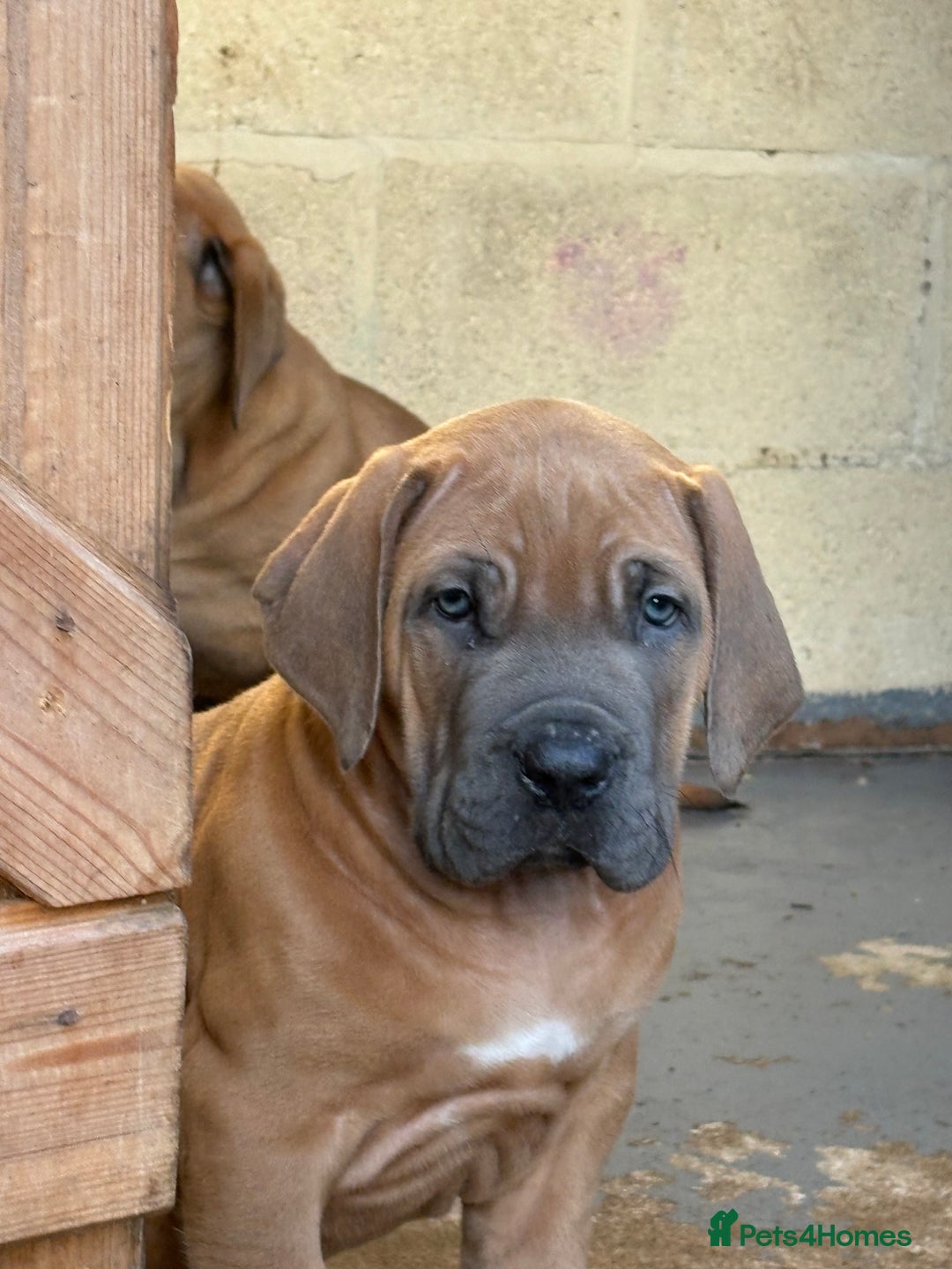 Boerboel dogs for sale: QUALITY NABBR REGISTERED PUPS!  - Advert 32