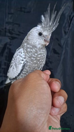 Cockatiels birds for sale - Advert 2