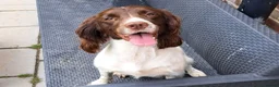 Sprocker dogs for sale: Beautiful F1 Sprocker Puppies - Advert 15