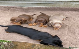 Dachshund dogs for sale: Dachshund  - Image 9