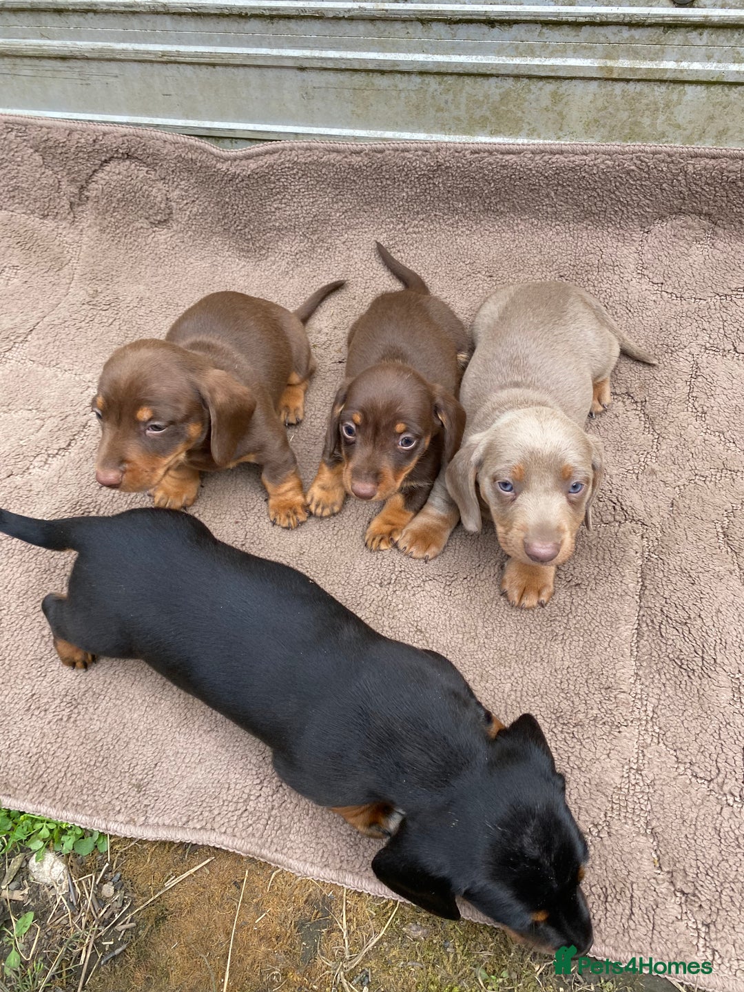 Dachshund dogs for sale: Dachshund  - Image 9