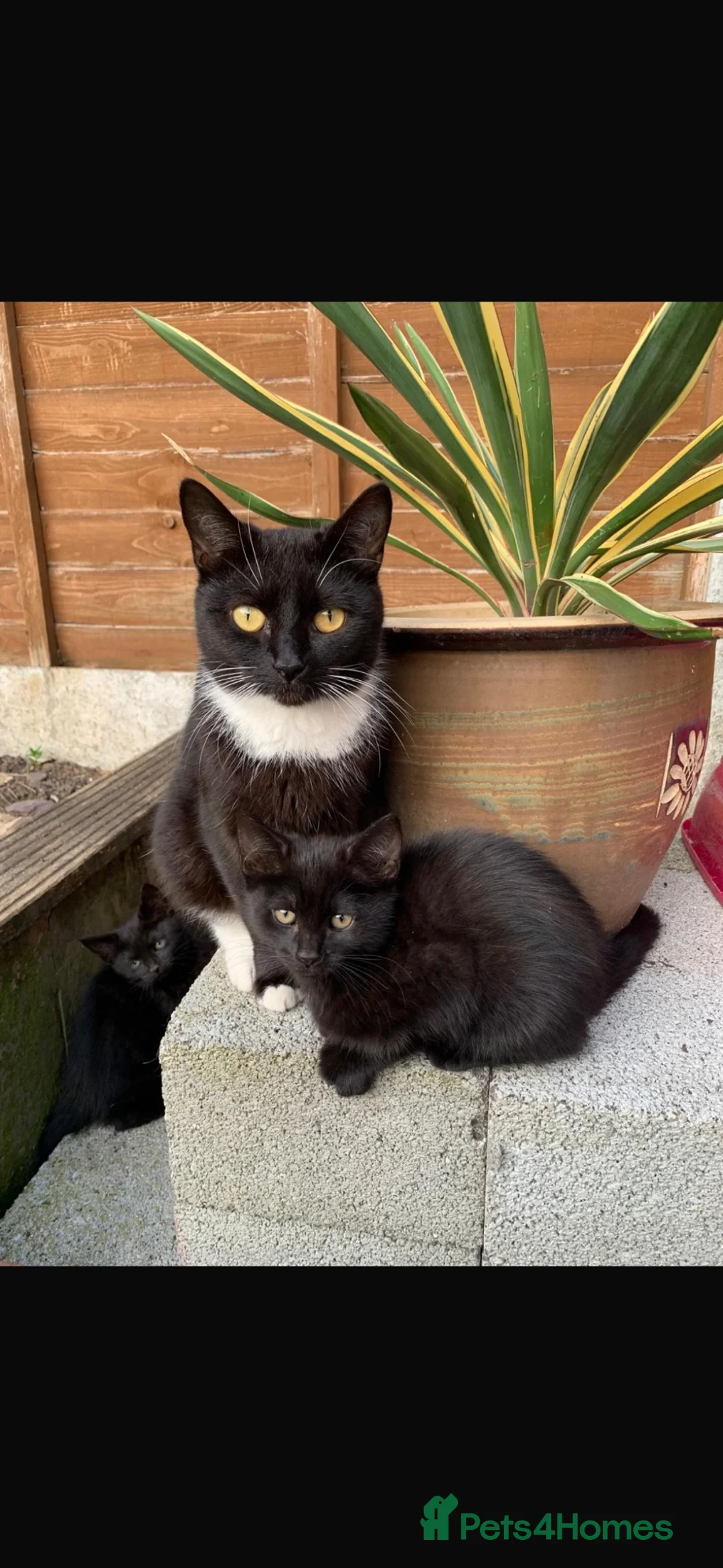 Mixed Breed cats for sale: Kittens  - Advert 5
