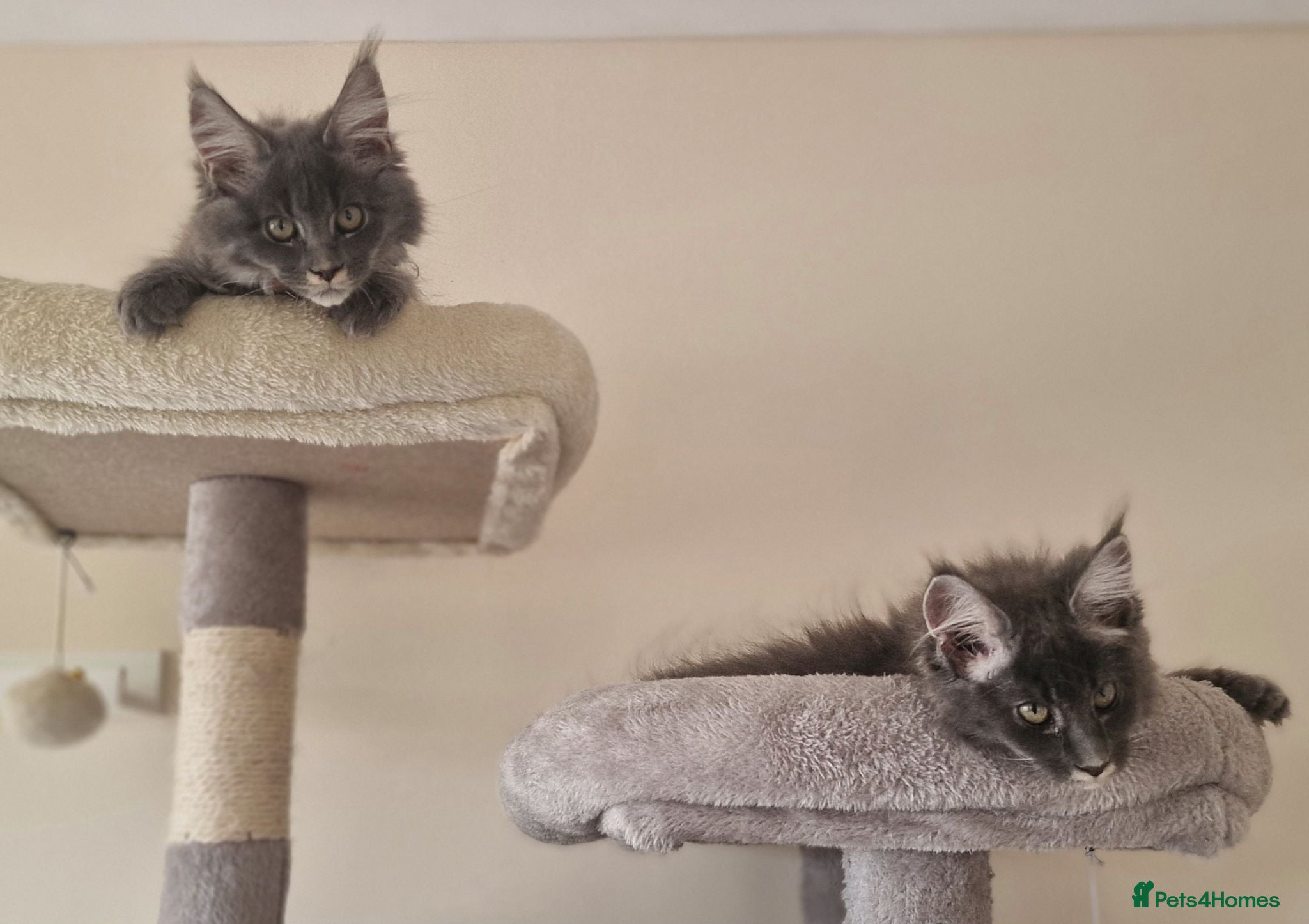 Maine Coon cats Last Two Stunning Maine Coon Kittens – Ready Now - Advert 1