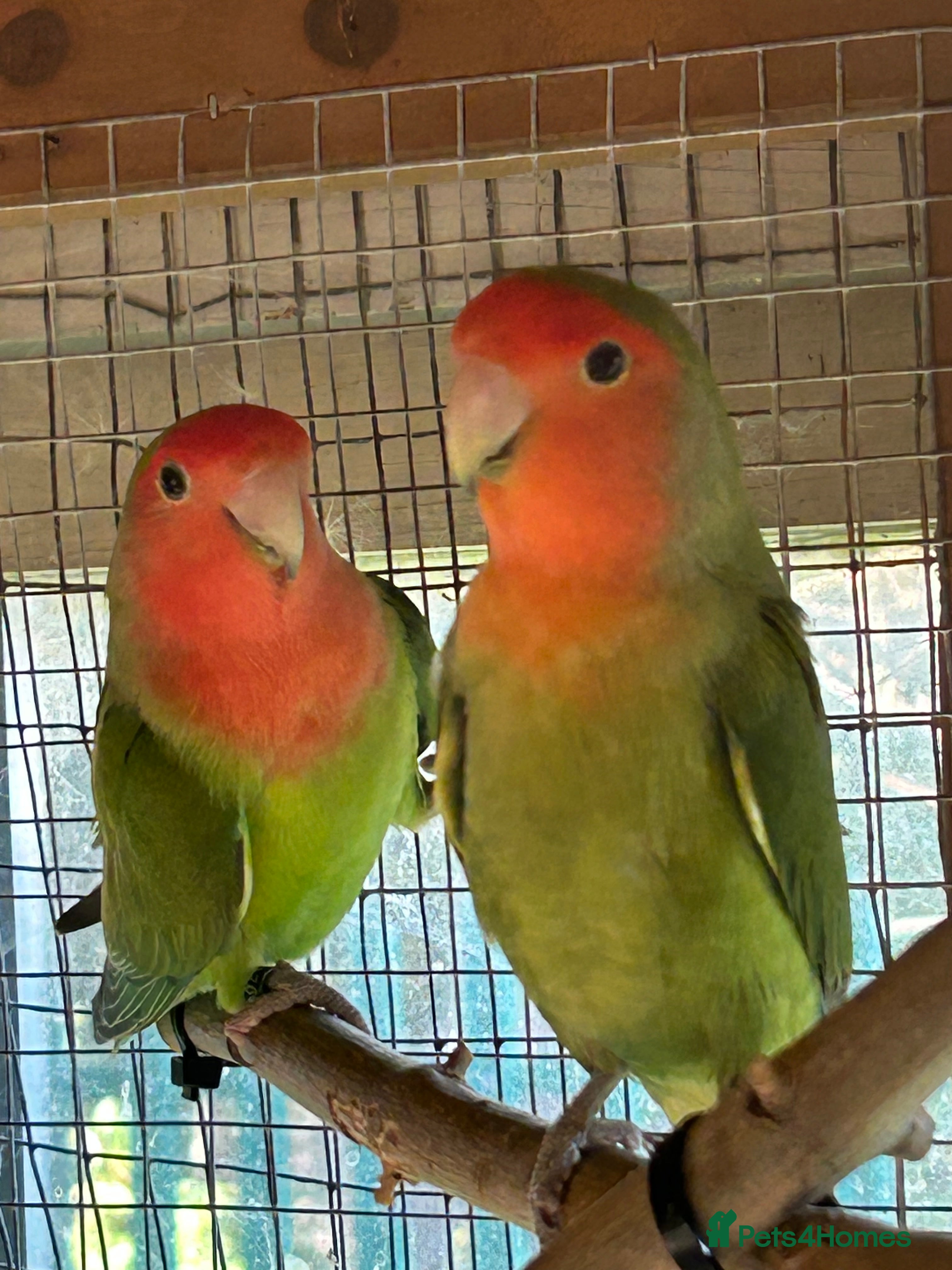 Lovebirds birds for sale: Peach faced love birds - Advert 2