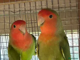 Lovebirds birds for sale: Peach faced love birds - Advert 2