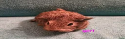 Guinea Pig rodents for sale: 1 boar & 1 sow baby pigs - Advert 8