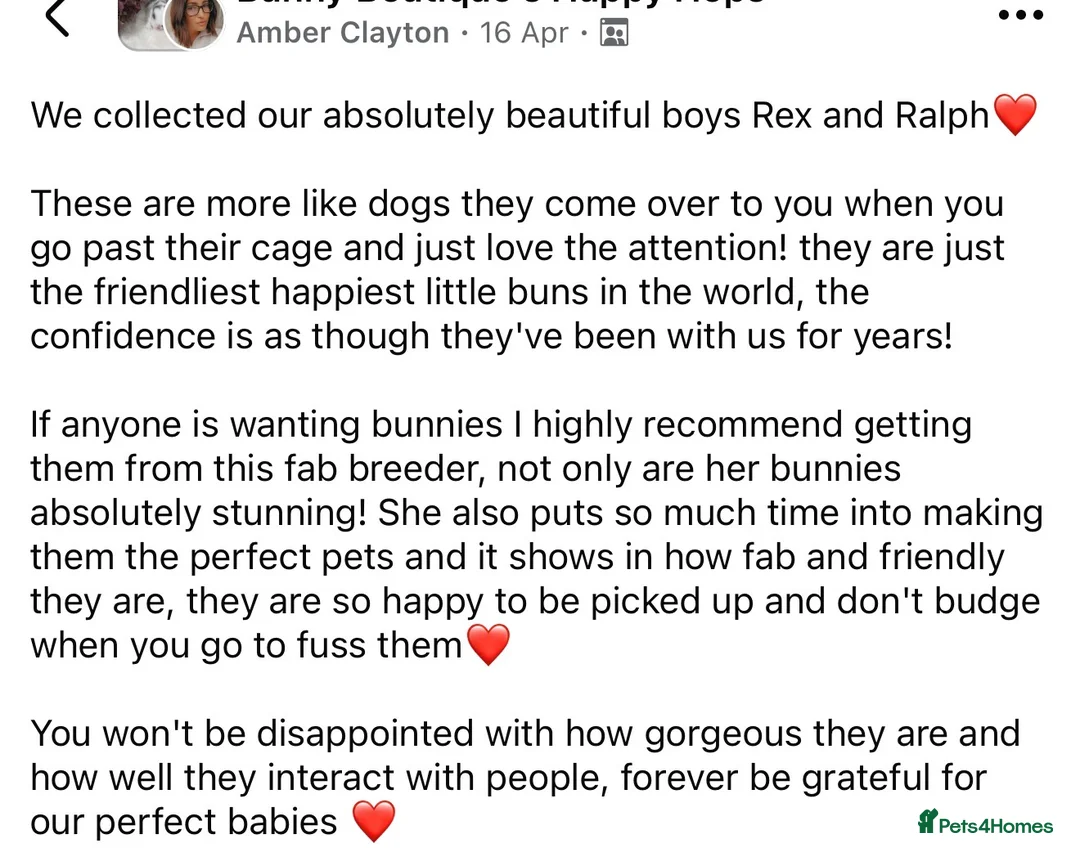 Mini Lop rabbits for sale: Ready now 2 stunning Minilop babies  in Nuneaton - Advert 2