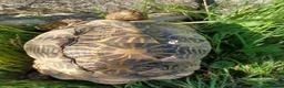 Tortoise reptiles for sale: Adult Breeding FEMALE INDIAN STAR TORTOISE  - Advert 6