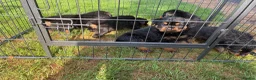 Rottweiler dogs for sale: 🏆🐾 5STAR BREEDERS🐾🏆KC REG girl and boys 💖💙 - Advert 11