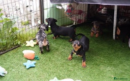 Miniature Dachshund dogs for sale: Miniature Dachshund Puppies - Image 13