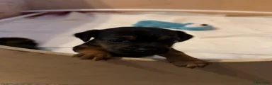 Mixed Breed 3