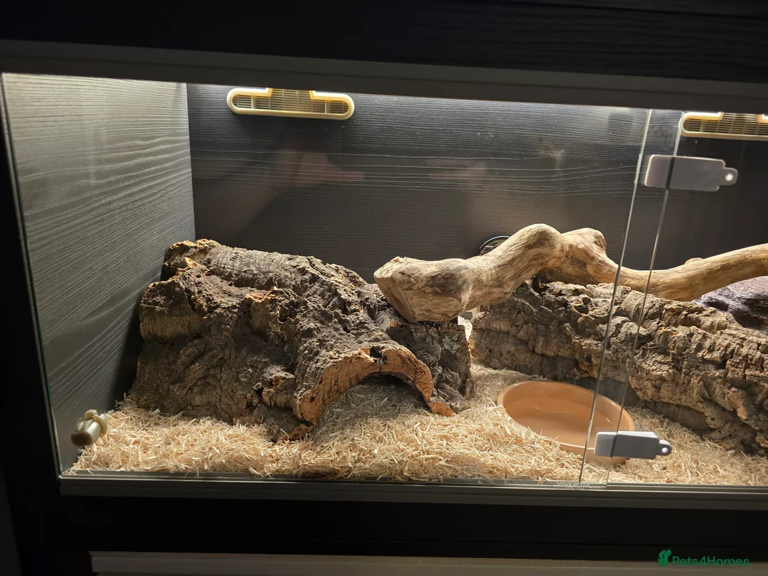 Corn Snake reptiles for sale: Corn Snake & Full set up (Female approx 4 y) - Advert 5