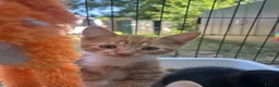 Domestic Shorthair cats for sale: Two stunning ginger kittens for sale.  in Basingstoke - Advert 6
