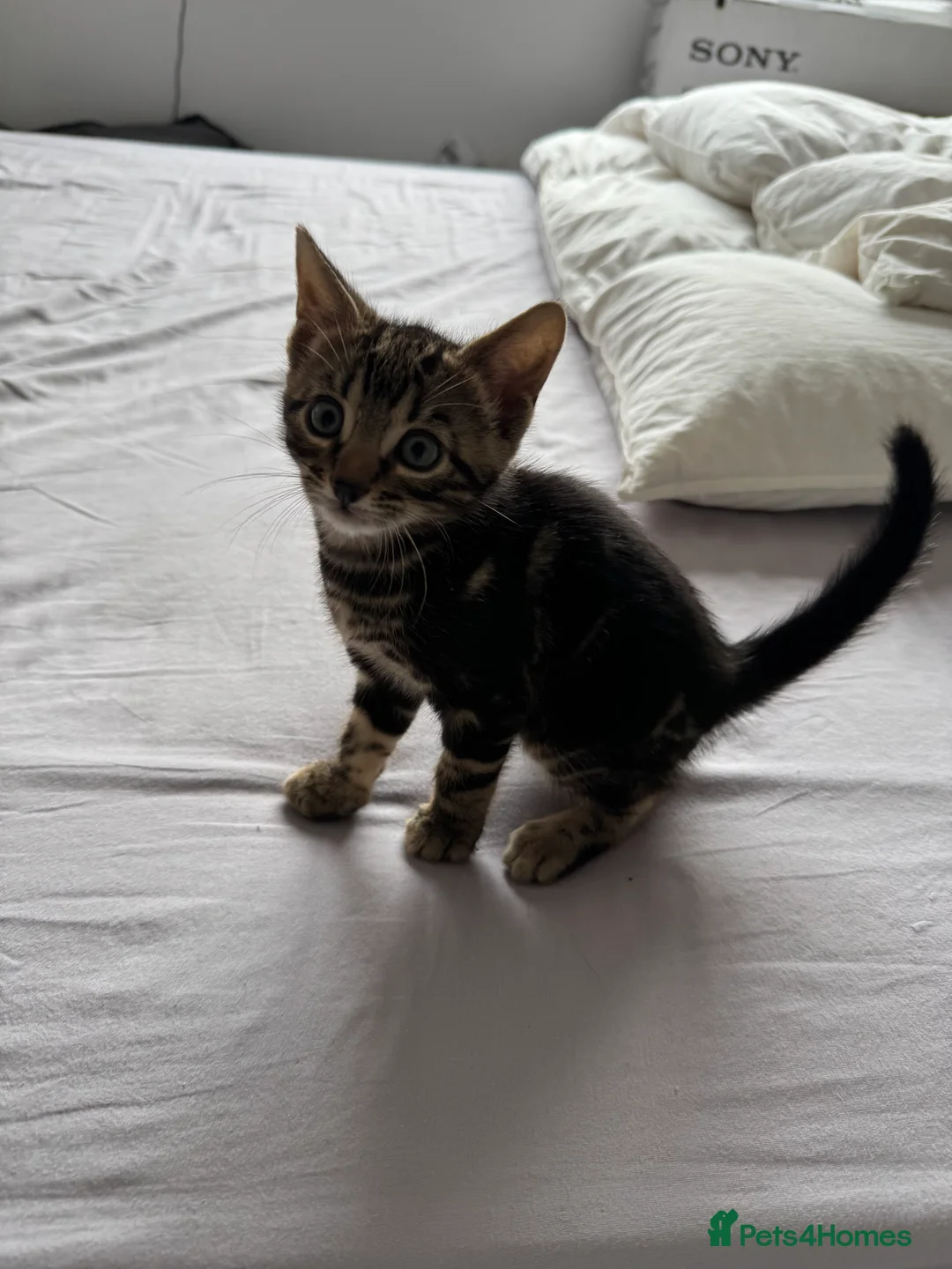 Mixed Breed cats for sale: TICA Registered Bengal x Russian Blue Kittens - Advert 8