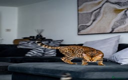 Bengal cats for sale: One of the kind Bengal Female -TICA reg.-Wild look - Image 15