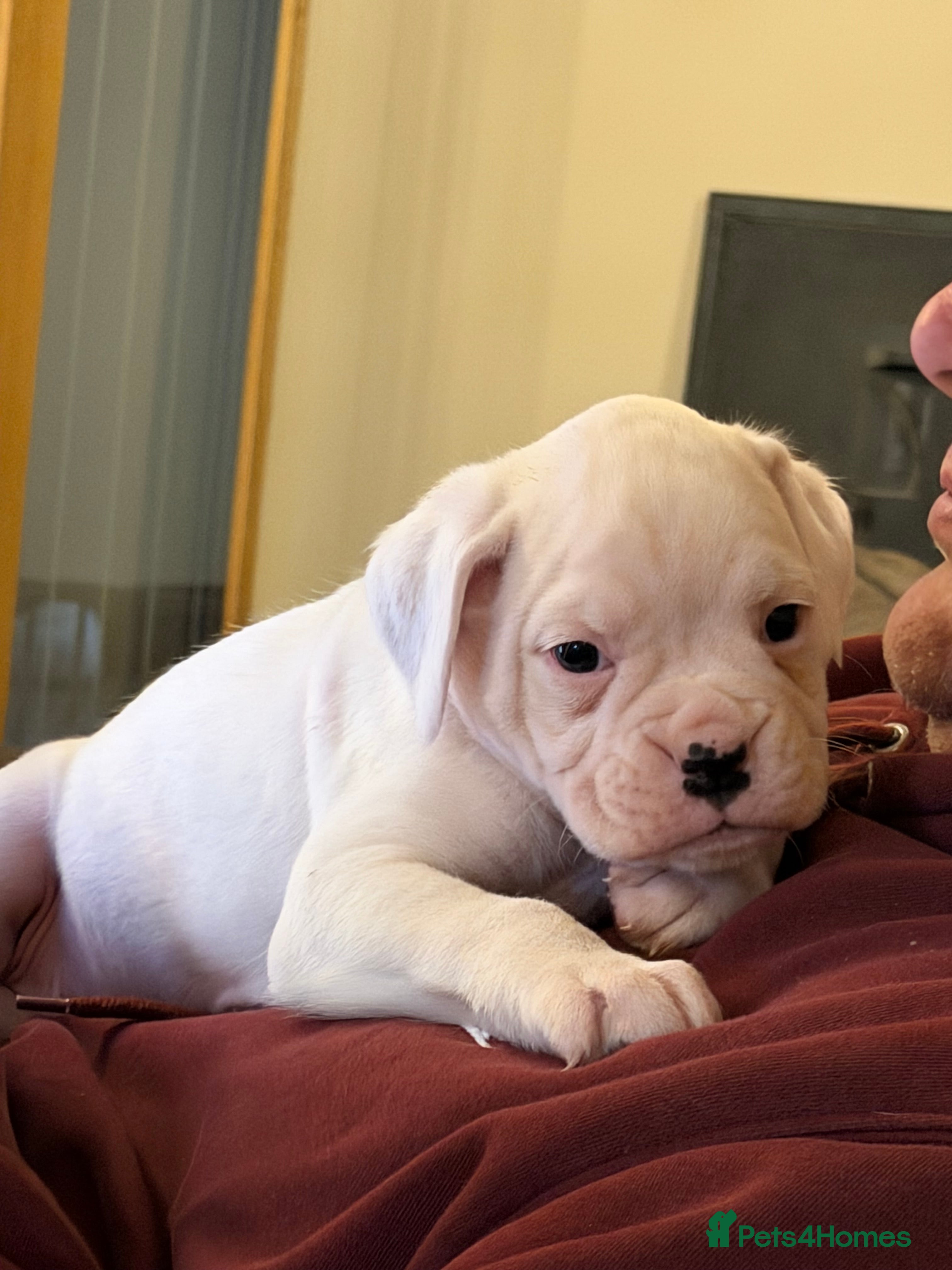 Boxer dogs Last 3 adorable KC registered boxer puppies  - Advert 6