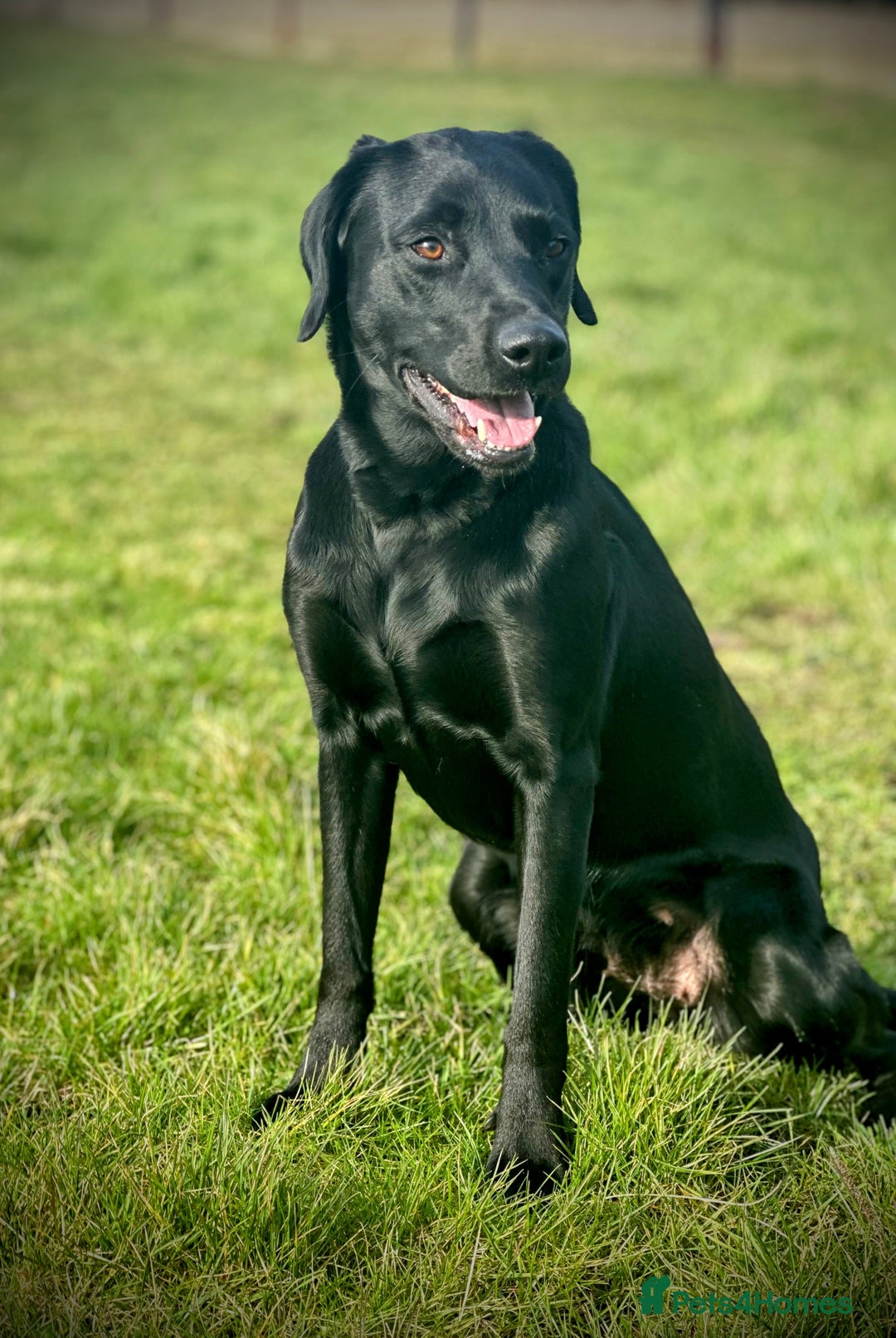 Labrador Retriever dogs for sale: Beautiful Fox Red Lab Bitch  - Advert 4