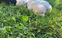Labrador Retriever dogs for sale: KC health tested Labrador Pups  - Image 13