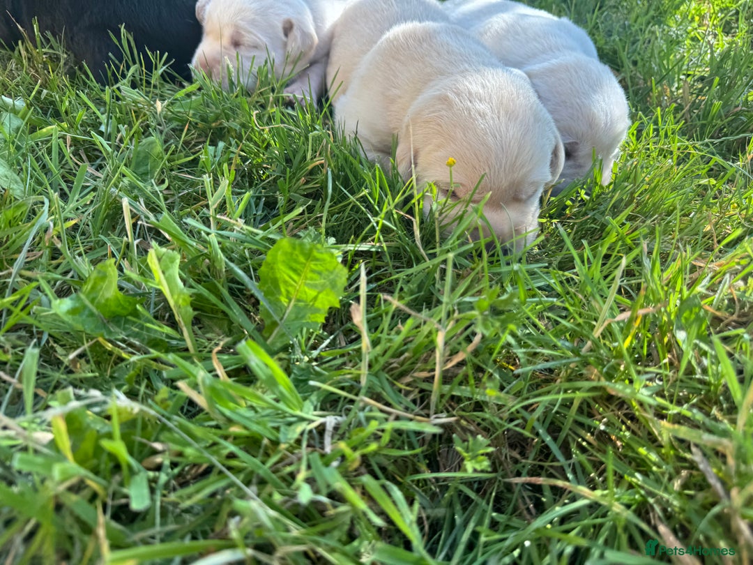 Labrador Retriever dogs for sale: KC health tested Labrador Pups  - Image 13