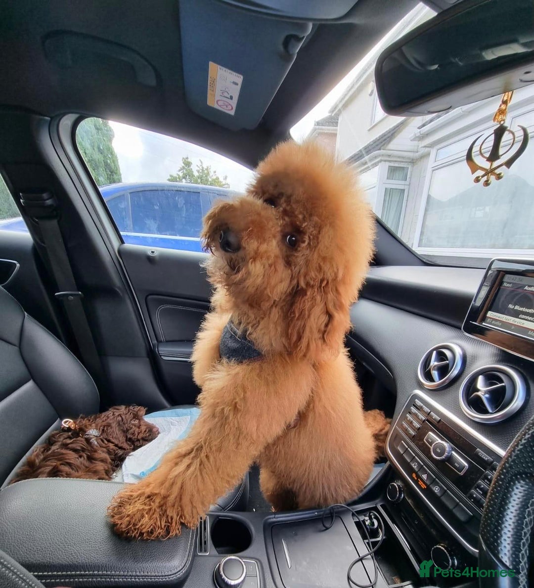 Cockapoo dogs for sale: Adorable cockapoo  - Image 18