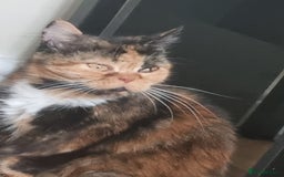 Mixed Breed cats for sale: 2 adorable girl 🥰 - Image 6