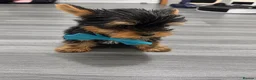 Yorkshire Terrier dogs for sale: Tiny Yorkshires puppies 😍 - Advert 4