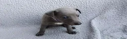 Whippet dogs for sale: KC Registered True to type whippets - Advert 17