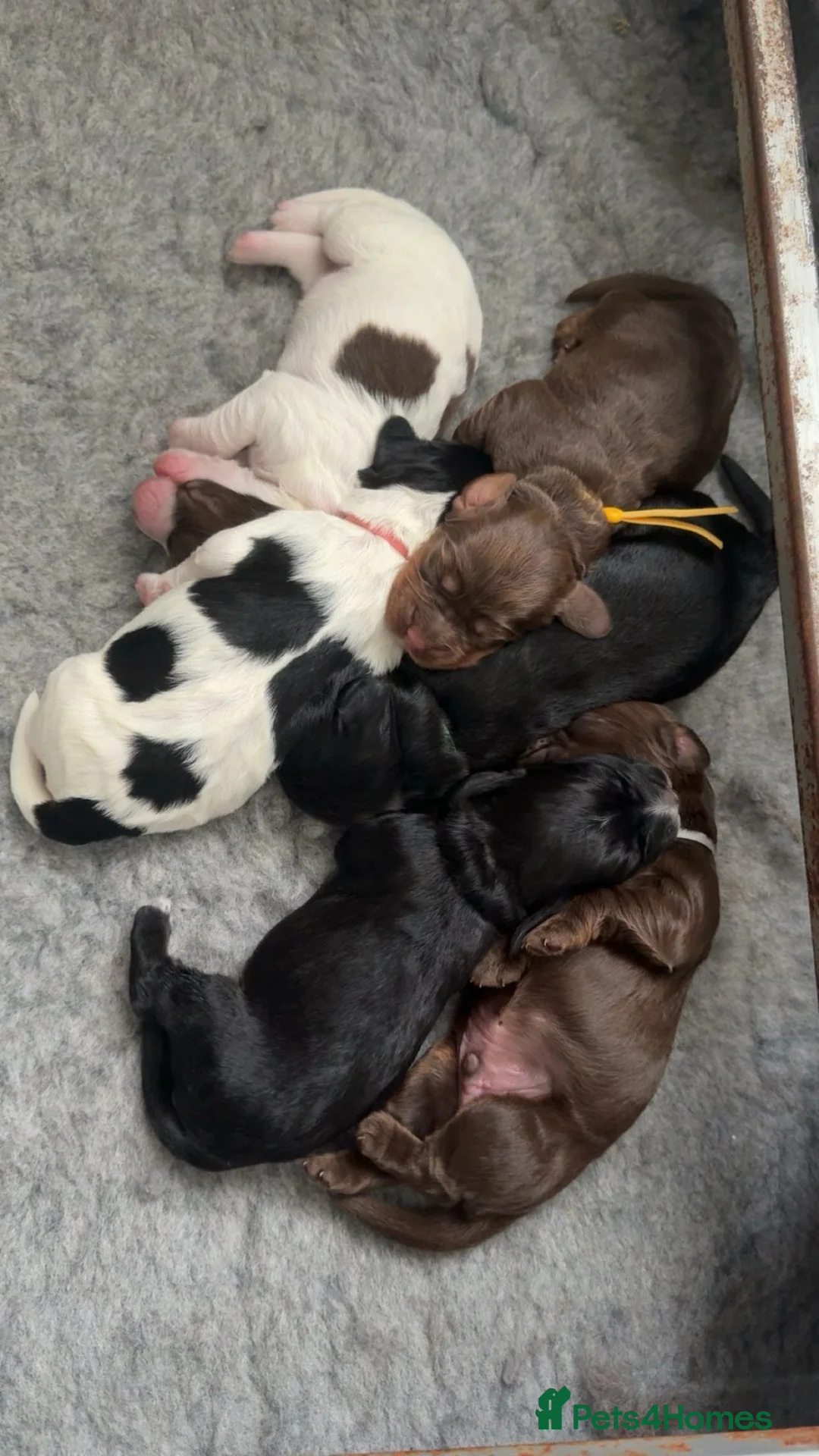 Cocker Spaniel dogs for sale: FTCH working cocker spaniel lines  - Advert 1