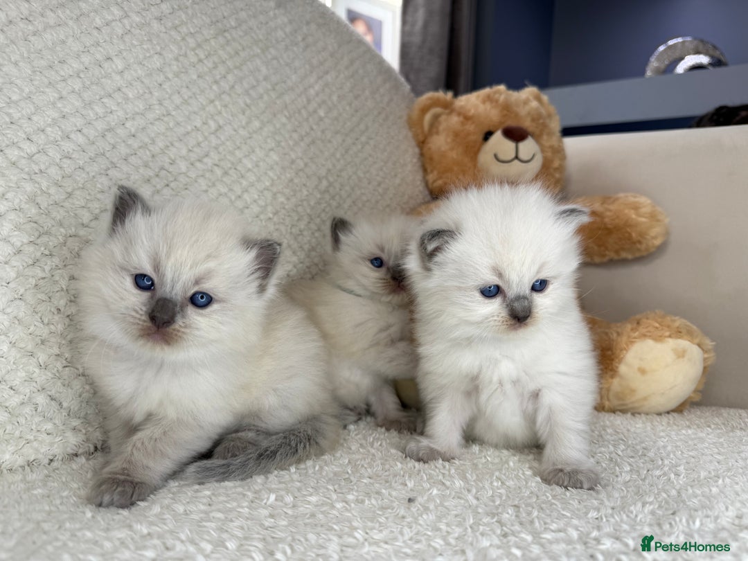 Ragdoll cats for sale: Stunning Bluepoint Ragdoll Kittens for sale - Image 15