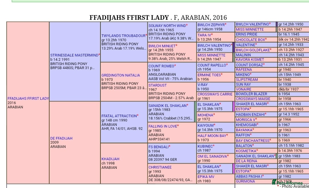 Arabian horse horses for sale: 67% stunning part arab mare prolific in hand - Image 14