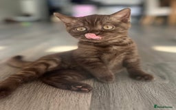 British Shorthair cats for sale: Champion Line British Shorthair Kittens - Image 5