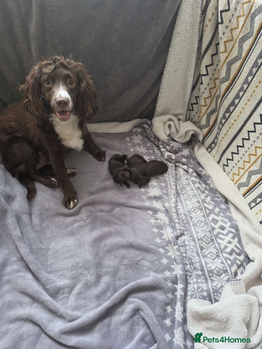 Cockapoo dogs Cockapoo puppies 🐶  - Advert 8