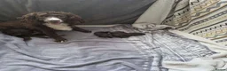 Cockapoo dogs for sale: Cockapoo puppies 🐶  in Gateshead - Advert 1