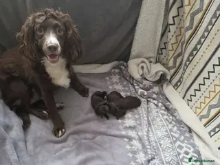 Cockapoo dogs Cockapoo puppies 🐶 - Advert 11