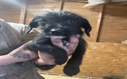 Jackapoo dogs for sale: Beautiful jackapoo - Image 5