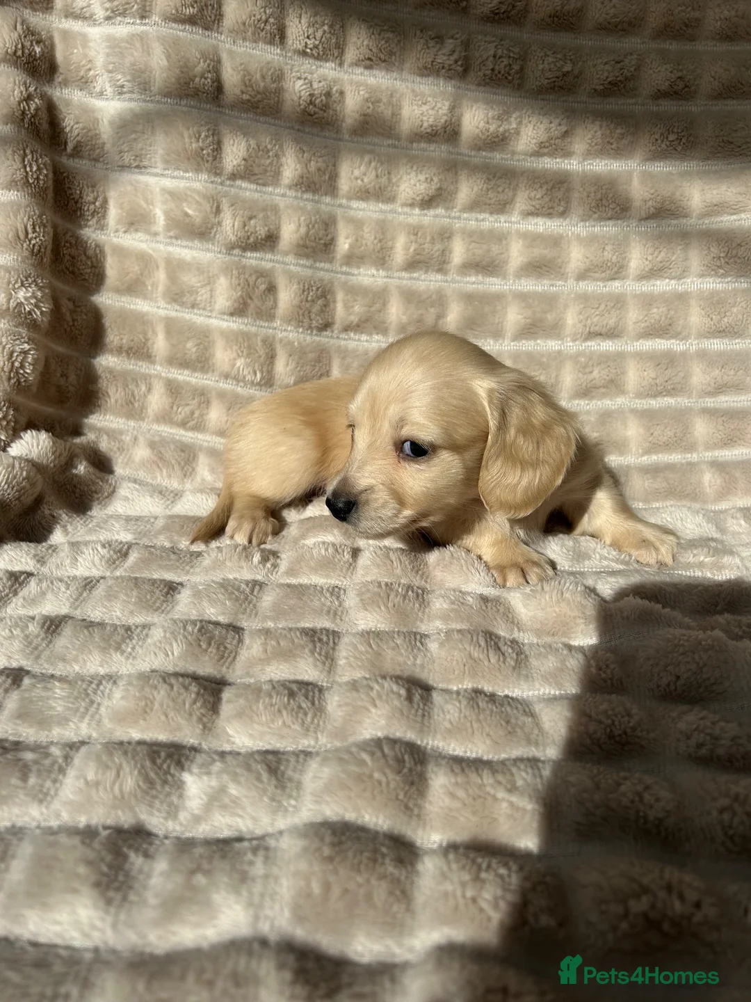 Miniature Dachshund dogs for sale: Ready to leave late December! 💓 in Bordon - Advert 2
