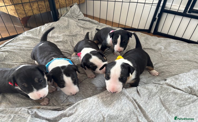 English Bull Terrier dogs - Advert 2