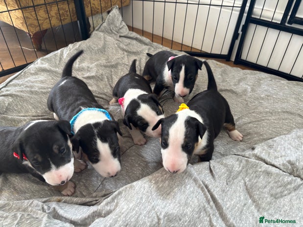 English Bull Terrier dogs - Advert 1