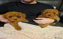 Toy Poodle dogs for sale: Female toy poodle kc reg  - Image 2