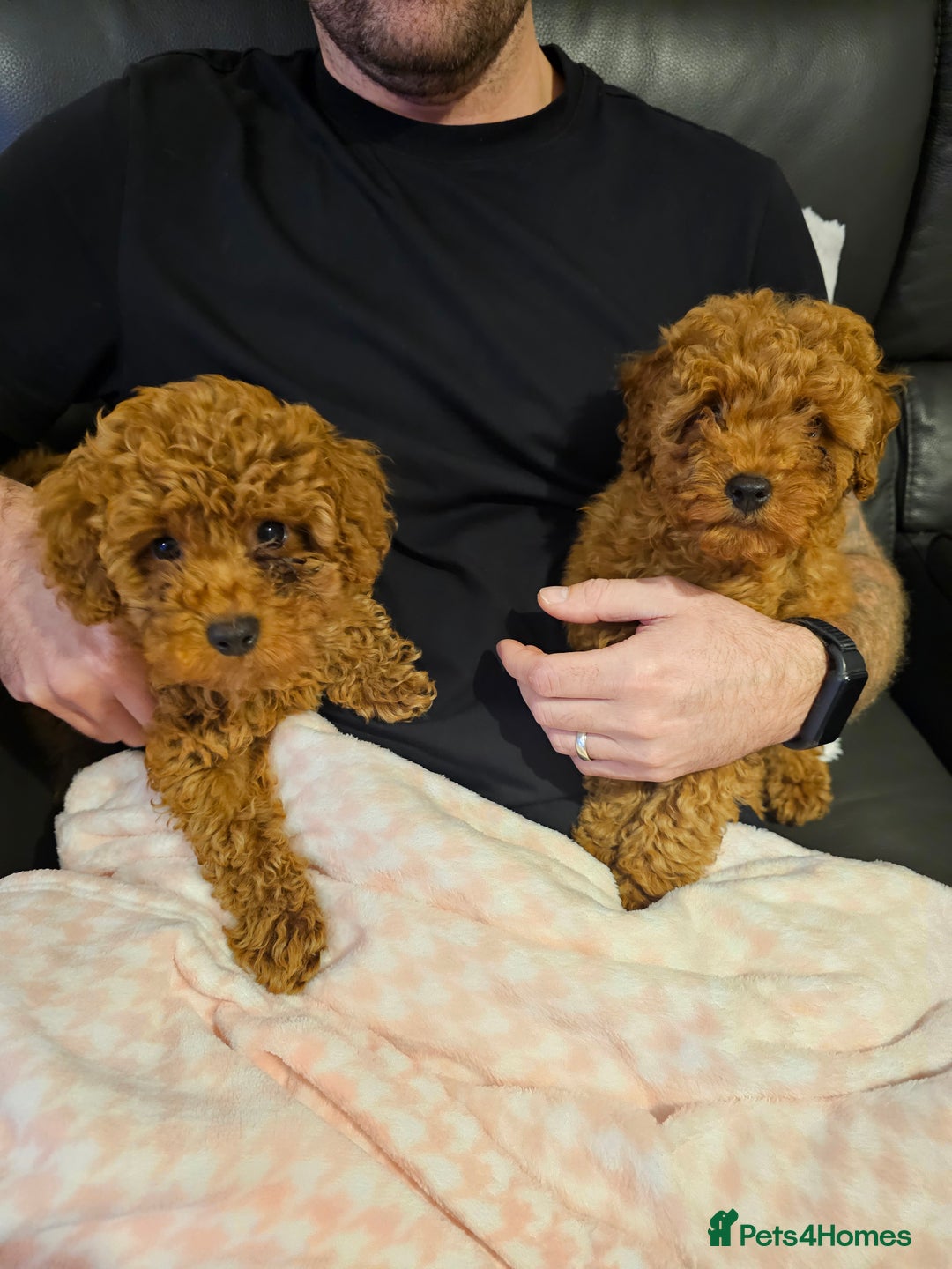 Toy Poodle dogs for sale: Female toy poodle kc reg  - Image 2