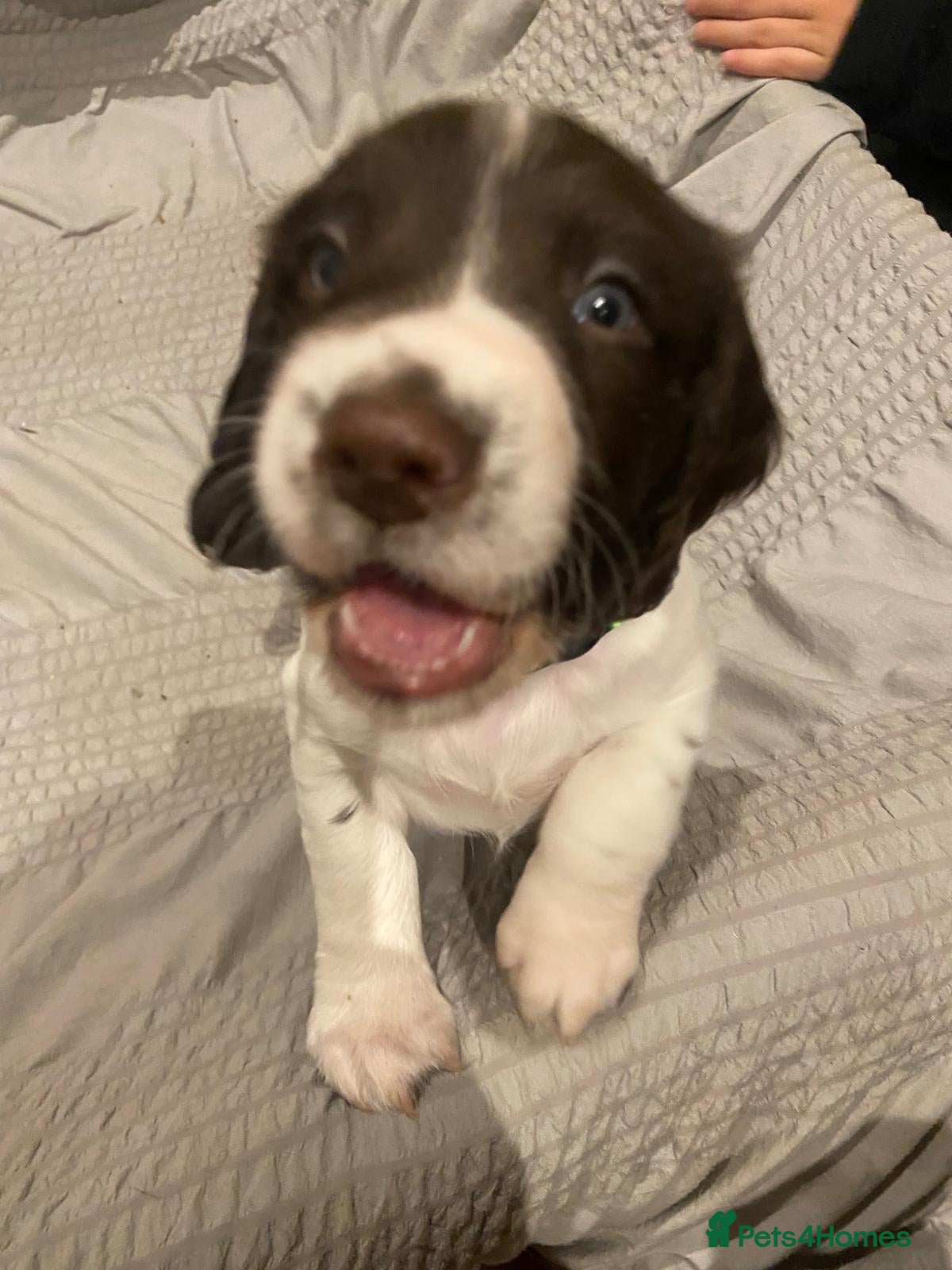 English Springer Spaniel dogs Springer Spaniel Puppies ready for forever homes - Advert 2