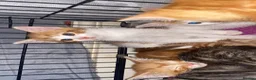 Mixed Breed cats for sale: Two beautiful kittens ready to go to a loving home - Advert 9