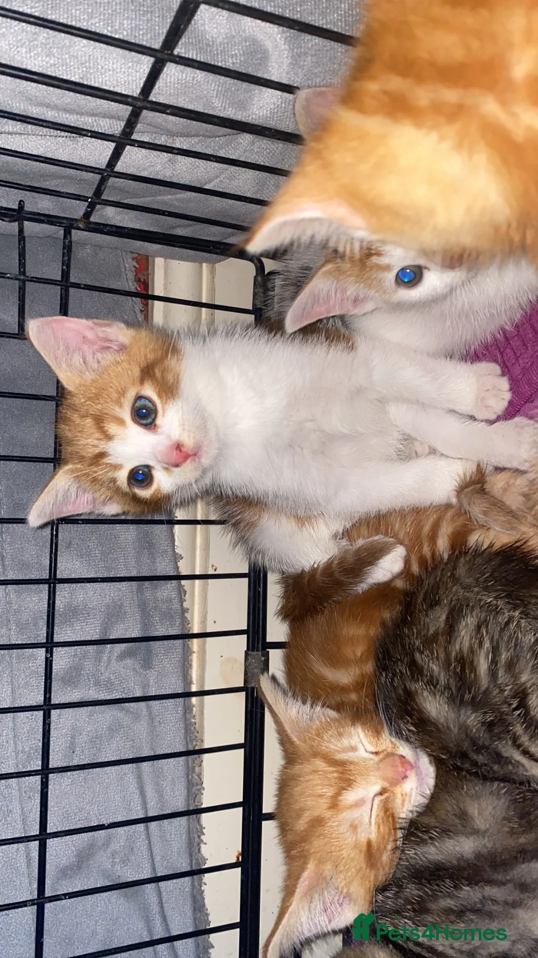 Mixed Breed cats for sale: Two beautiful kittens ready to go to a loving home - Advert 9