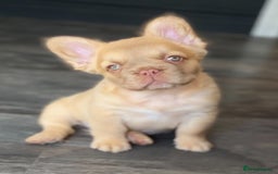 French Bulldog dogs for sale: DNA Health tested 5 🌟 KC fluffy French bulldogs - Image 7