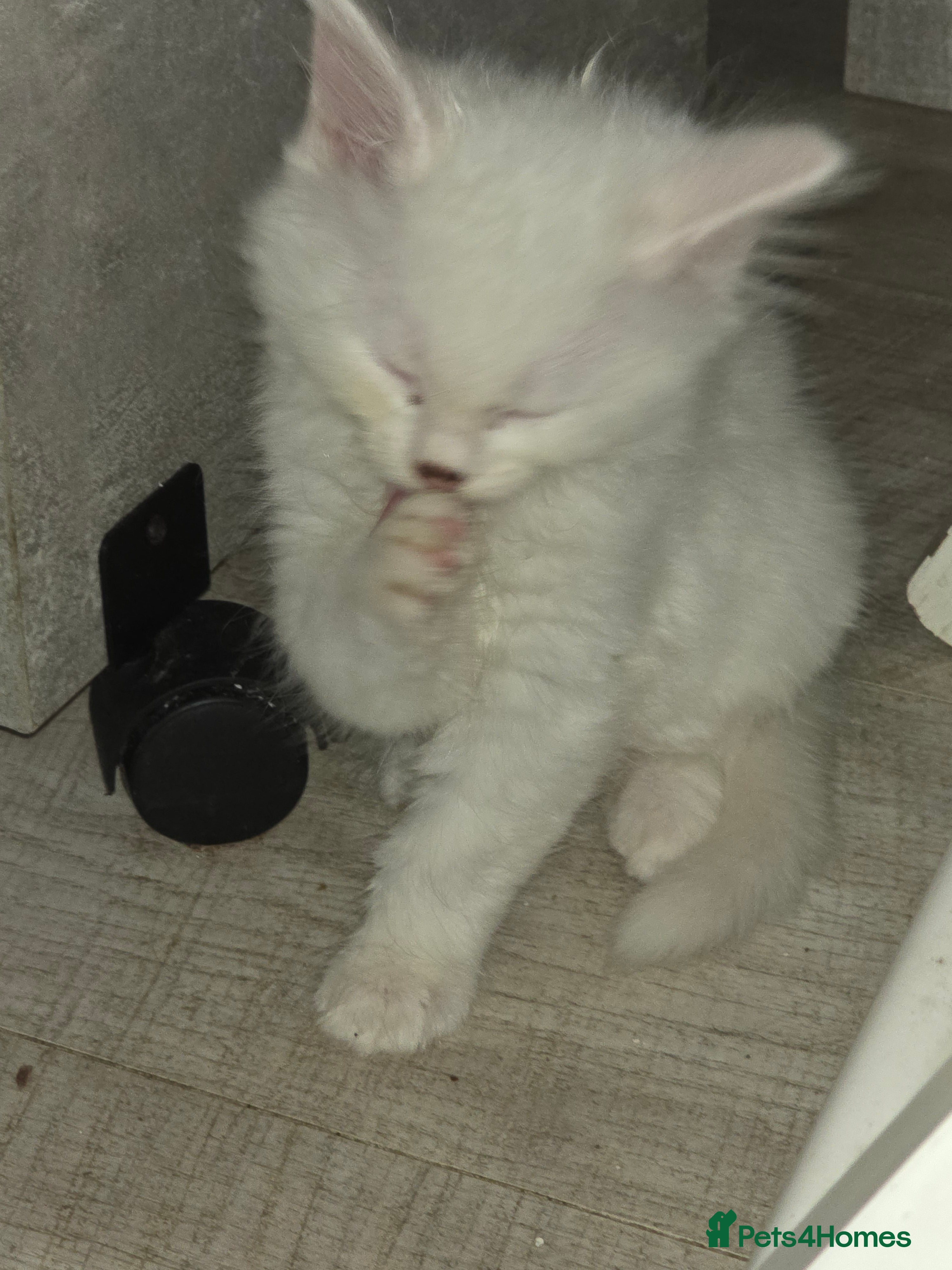 Turkish Angora cats Long-haired kittens - Advert 3