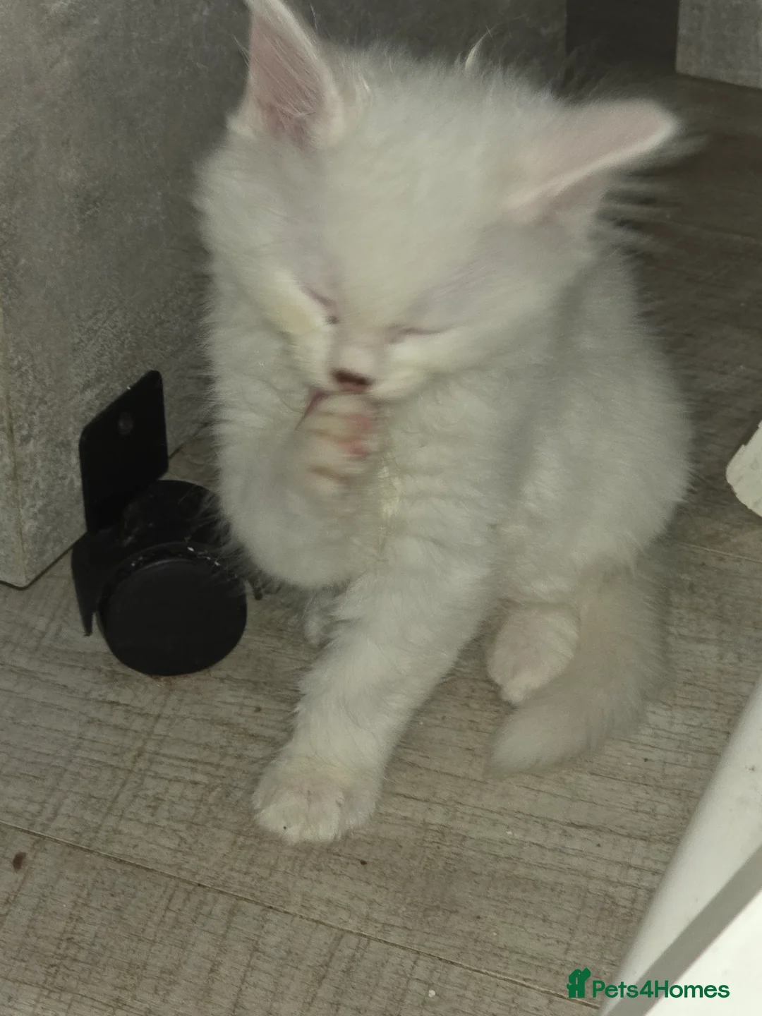 Turkish Angora cats for sale: Long-haired kittens - Advert 1