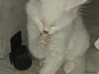 Turkish Angora cats Long-haired kittens - Advert 1