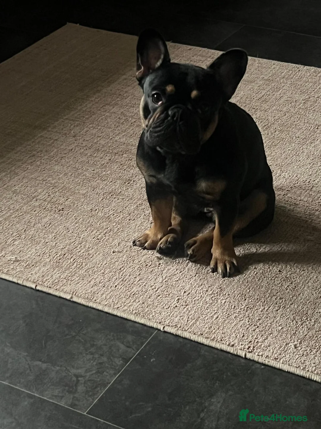 French Bulldog dogs for sale: Audrey - Advert 2
