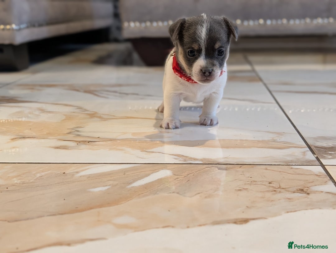 Jack Russell dogs for sale: Quality Miniature Jack Russells  - Advert 6