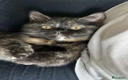 British Shorthair cats for sale: (💙LAST WHITE KITTEN🤍) Stunning Pure BSH kittens  - Advert 22